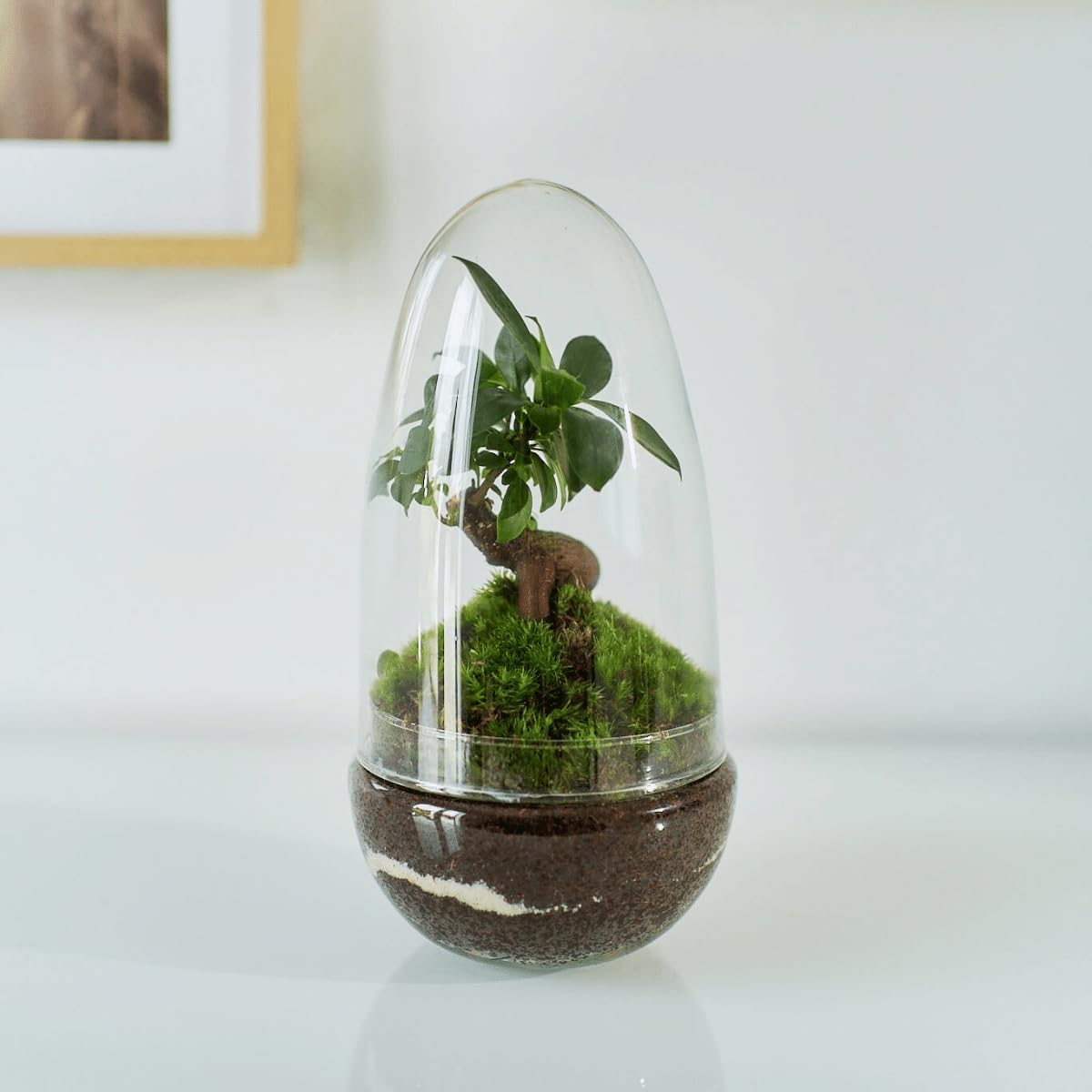 Terrario Plantas Cristal con Ficus Ginseng